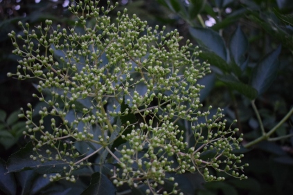 Sambucus  Hyld Busk Bær Frøstande