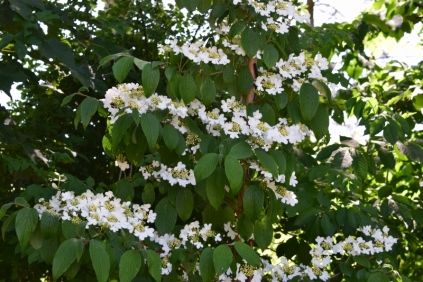 Viburnum plicata `kilimandjaro´ Japansk etage snebolle